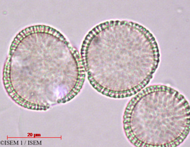 Iberis semperflorens - lame n° 27876